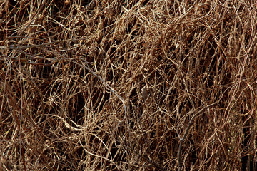 Natural background bushes branches. Dry branches of trees. Bush thickets. Dense undergrowth.