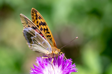 Wild flowers of clover and butterfly