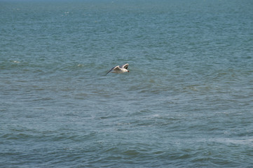 Close-up of a Beautiful Seagull, Nature, Seascape, Sicily, Italy, Europe