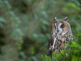 long eared owl with bokeh in the background 
