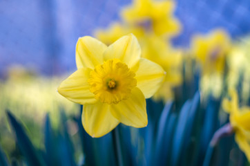 Fototapeta premium Yellow Narcissus - daffodil on a green background
