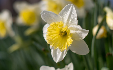 White daffodil (Narcissus)on green background.