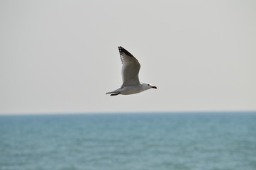Close-up of a Beautiful Seagull, Nature, Seascape, Sicily, Italy, Europe