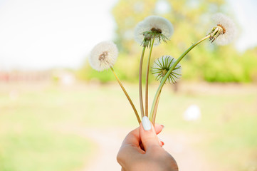 dandelions in the hand of a girl outdoors on a bokeh background