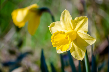 Yellow Narcissus - daffodil on a green background