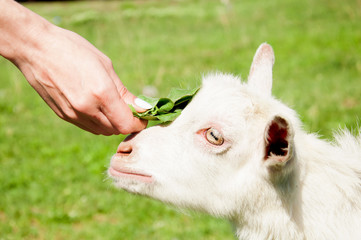 girl feeding goat with herbs on farm