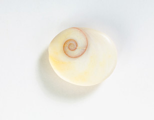 Conchas sobre fondo blanco