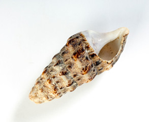 Conchas sobre fondo blanco