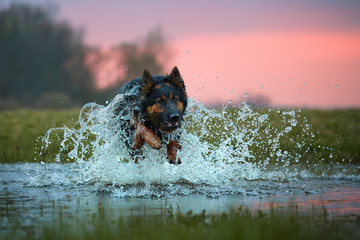 Direct view on rescue dog in training. Bohemian shepherd, purebred. Young dog getting use to water. Low angle photo, direct view, jumping dog in splashing water. Dog breed native to Czech republic.