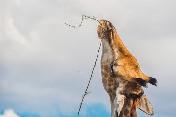 giraffe feeding