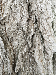Tree bark texture covered with protective white paint closeup
