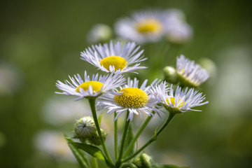 Fototapeta premium Daisies
