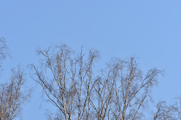 Crones of birches against the blue sky. Spring background