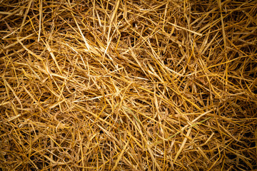 Seamless texture of dry golden hay