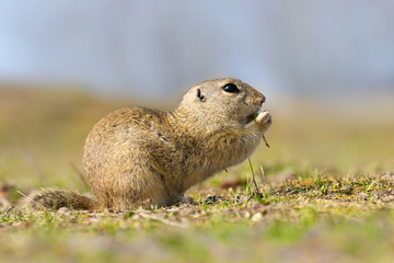 Naklejka na ściany i meble European Ground Squirrel, Spermophilus citellus, sitting in the green grass