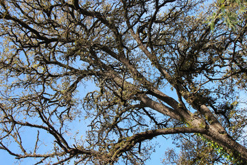 Forest on Noirmoutier island (Vendée - France)