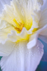 Macro shot of a beautiful white daffodil flower head.