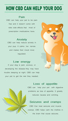 How bcd can help your dog