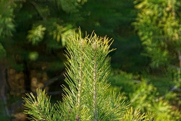 long green pine branches on a pine tree in sunlight in the forest