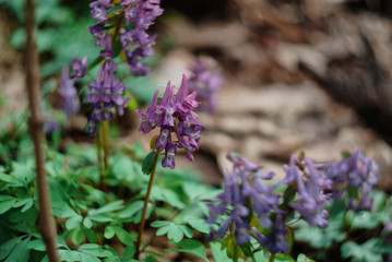 Naklejka premium Forest flowers