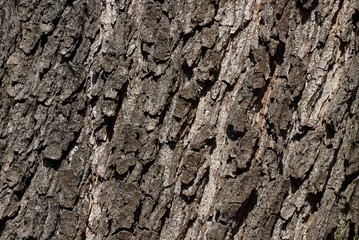 gray natural plant texture from dry bark on an oak tree