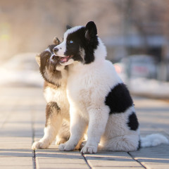 Obraz premium Yakutian Laika puppies outdoor