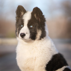 Yakutian Laika puppy outdoor