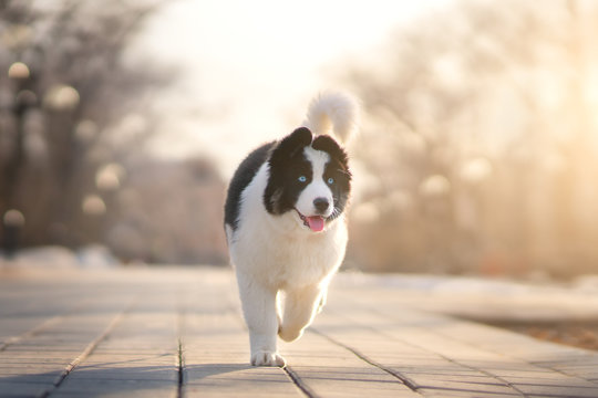 Yakutian Laika puppy outdoor