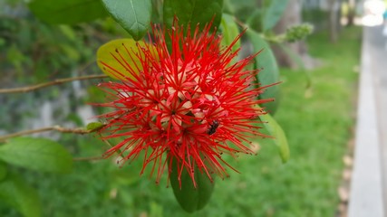 red flower in the park