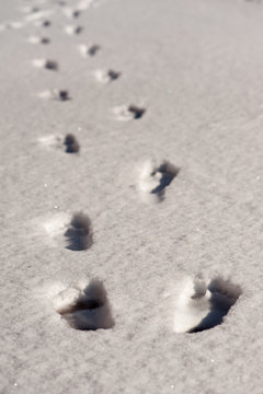A chain of footprints of bare feet on pure white snow leaving the frame