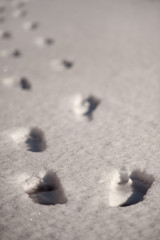 Fototapeta na wymiar A chain of footprints of bare feet on pure white snow leaving the frame