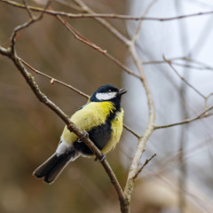 Great tit on a tree branch in early spring.