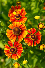 Yellow Orange Rudbeckia flower in nature. Closeup