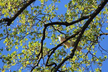 Doves in a public park in Nantes (France)