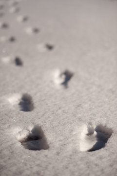 A chain of footprints of bare feet on pure white snow leaving the frame