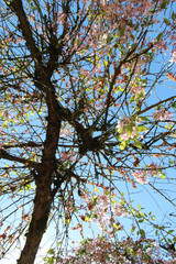 Cherry tree in a public park in Nantes (France)