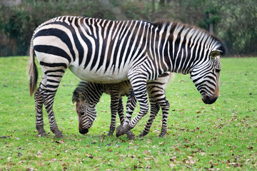 Fototapeta na wymiar Zebra with Foal - Grazing