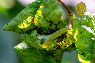 Aphids damage leaves parasite pest