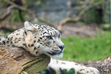 Snow Leopard - Headshot - Relaxing