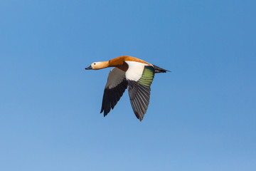 ruddy shelduck (tadorna ferruginea) flying, blue sky, spread wings