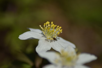 Buschwindröschen (Anemone nemorosa)