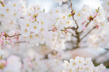 桜の花