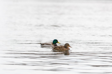 Male and female on the water of the river in early spring. Mallard during migration.