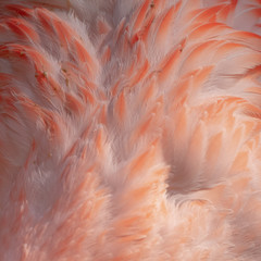 Detail of the plumage of a pink flamingo, as background with pattern and texture