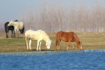 Four horses is drinking on the watering place