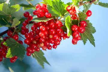 Red currants on the bush branch in the garden.