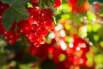 Red currants on the bush branch in the garden.