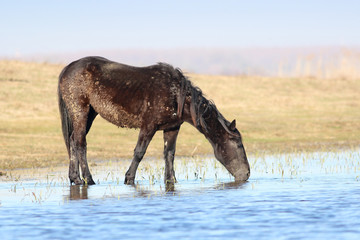 Black wild pony on the watering place