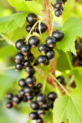 Black currants on the bush branch.