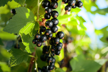 Blackcurrants on the bush branch.